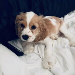 Meet your Posher, Lee